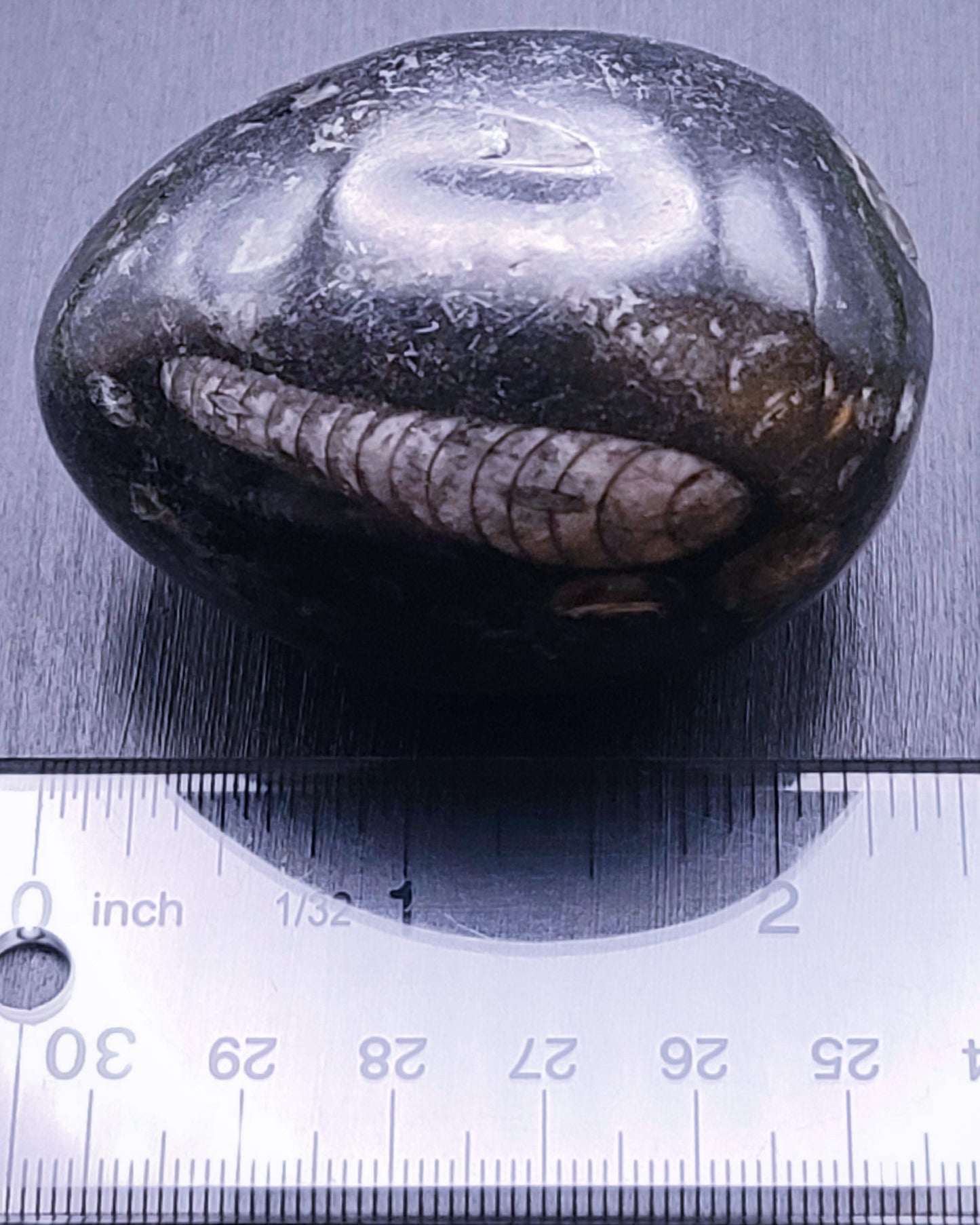 Orthocerus Fossil Eggs