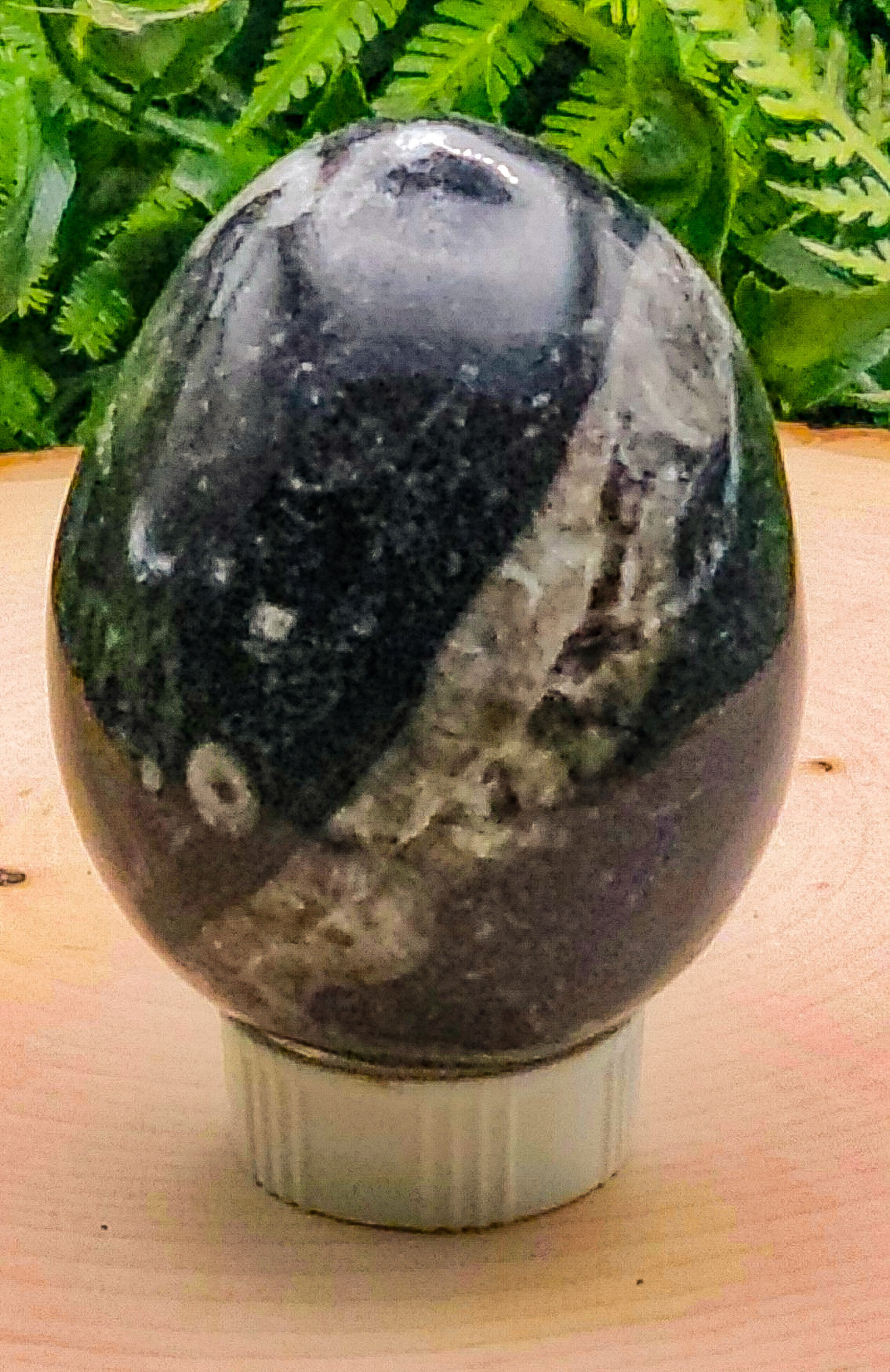 Orthocerus Fossil Eggs