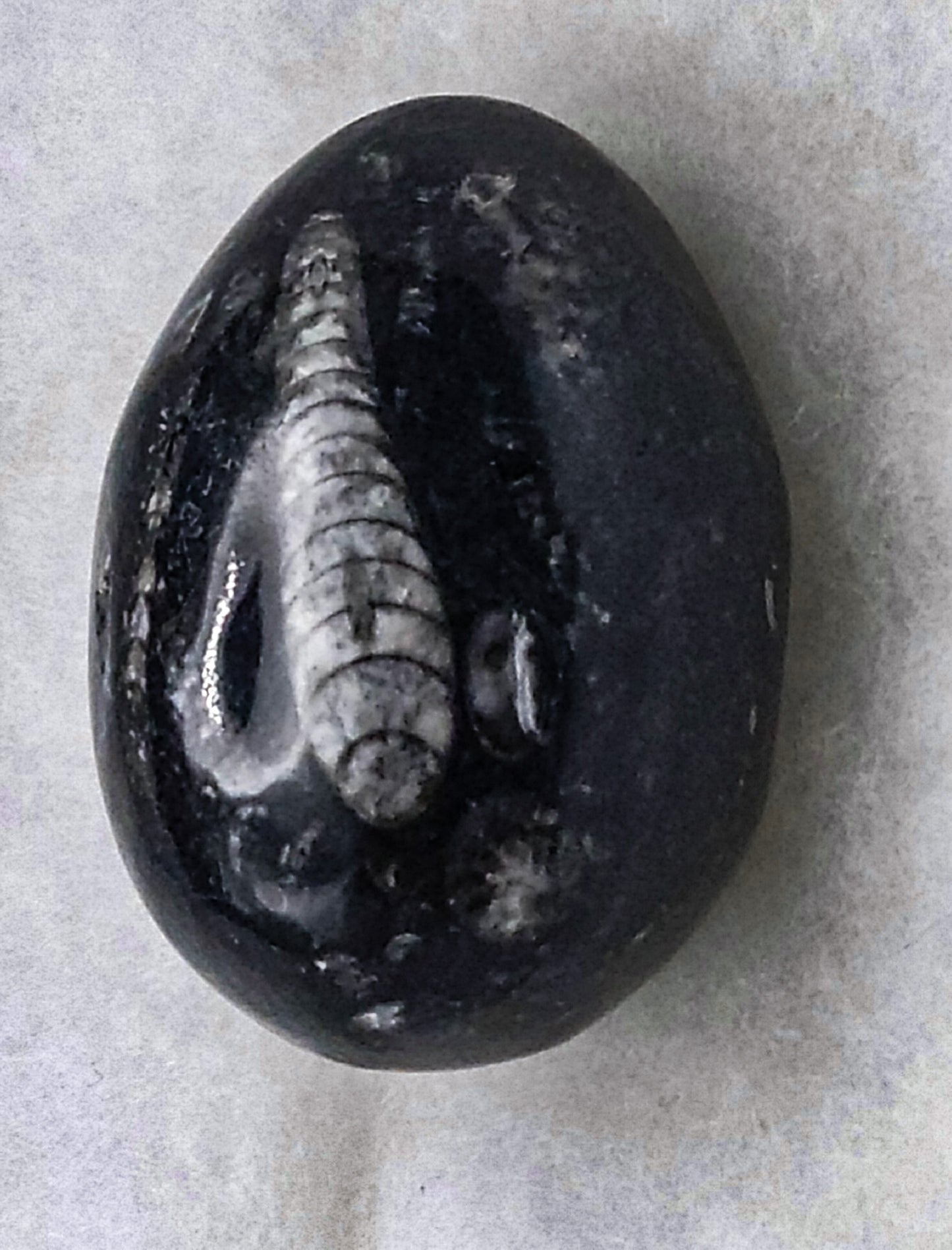 Orthocerus Fossil Eggs