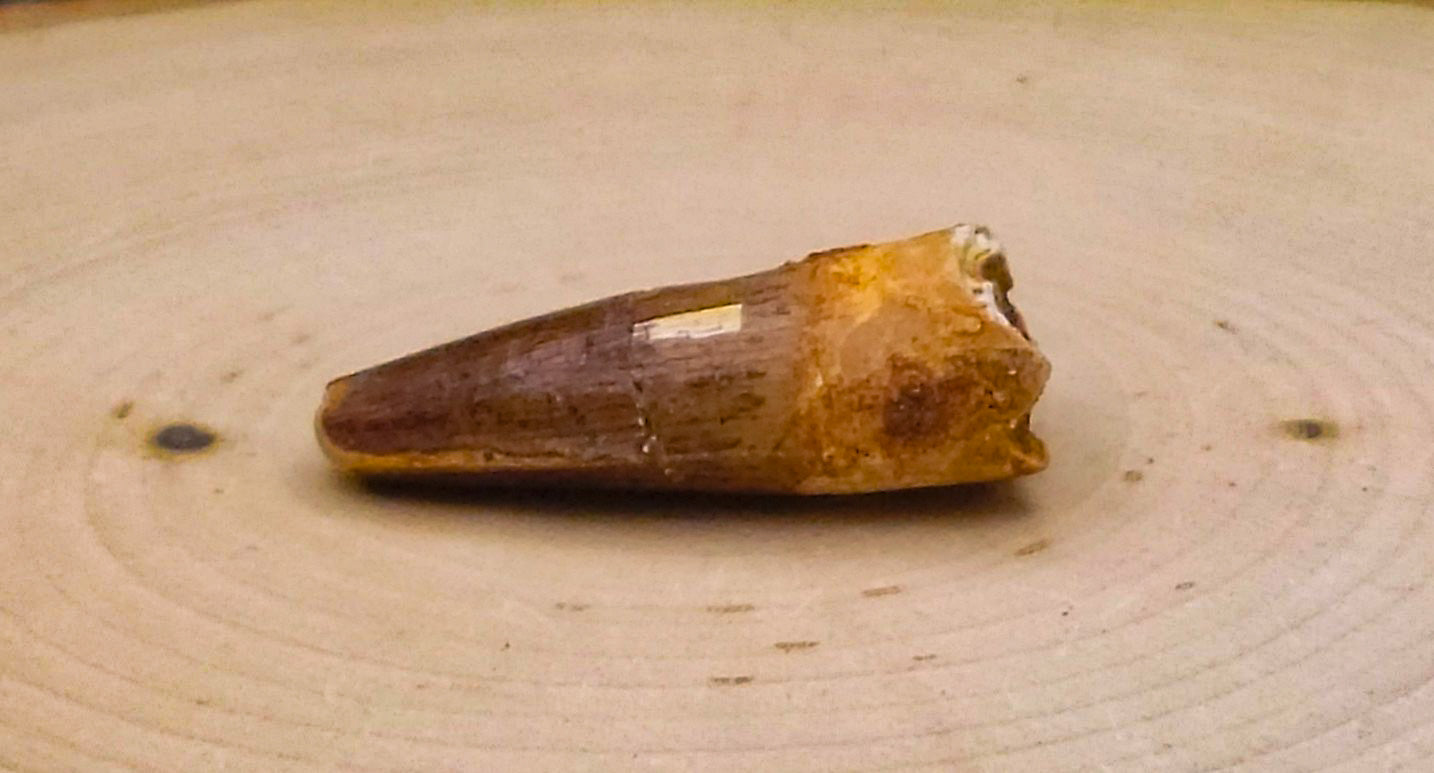Spinosaurus Baby Teeth Fossils