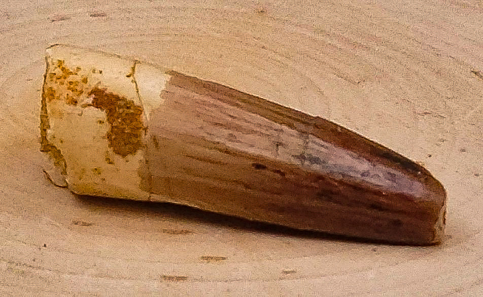 Spinosaurus Baby Teeth Fossils