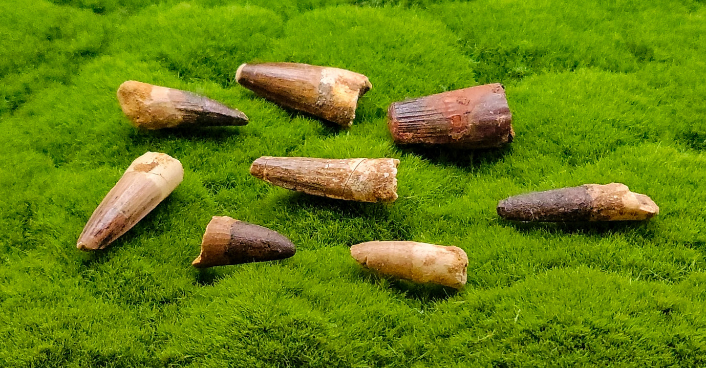 Spinosaurus Baby Teeth Fossils