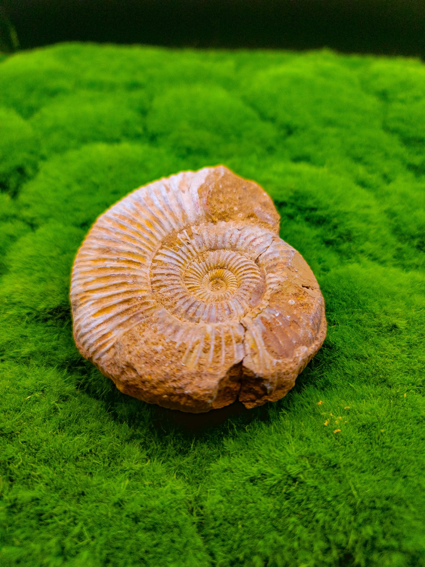 Large Ammonite Fossils