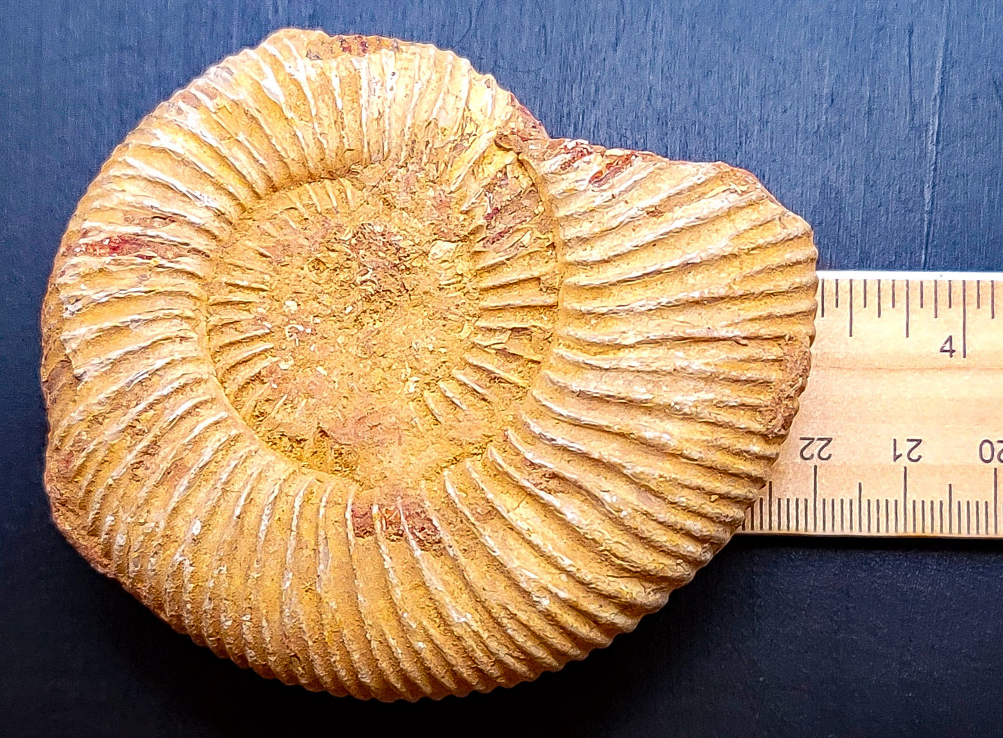 Large Ammonite Fossils