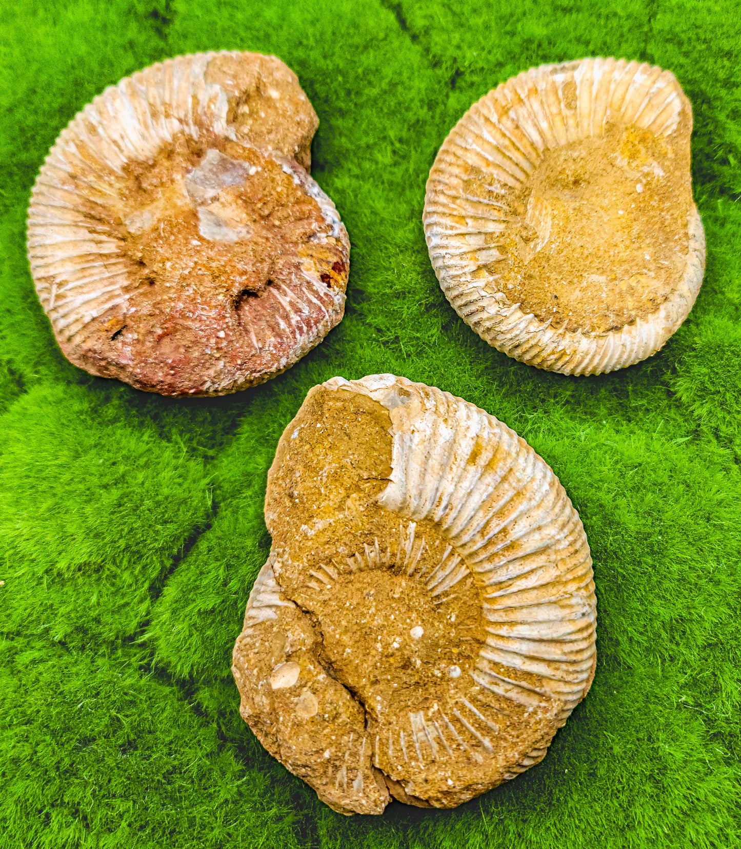 Large Ammonite Fossils